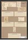 Navicula gastrum var. exigua (Greg.) Grun. (de-Toni-Nr.: Genus 1, Species 131) Zeichnungen Sammlung Grunow Nr. 406 (NHMW-BOT-W0366712)